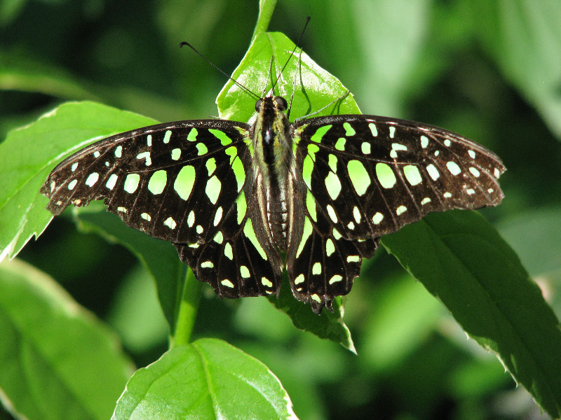 Butterfly-Rainforest-FLMNH-UF-Gainesville-FL-057