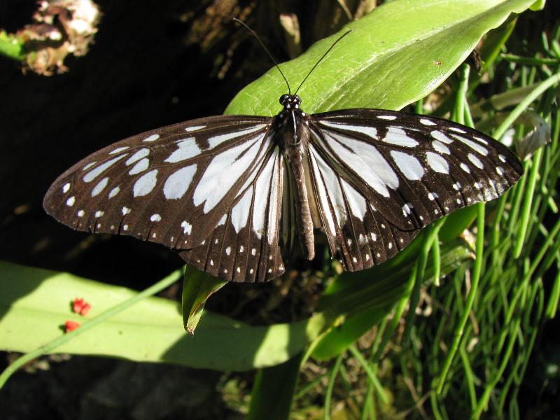 Butterfly-Rainforest-FLMNH-UF-Gainesville-FL-063