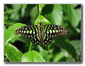 Butterfly-Rainforest-FLMNH-UF-Gainesville-FL-003