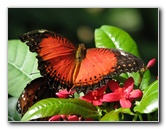 Butterfly-Rainforest-FLMNH-UF-Gainesville-FL-004