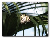 Butterfly-Rainforest-FLMNH-UF-Gainesville-FL-005