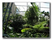 Butterfly-Rainforest-FLMNH-UF-Gainesville-FL-006