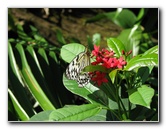 Butterfly-Rainforest-FLMNH-UF-Gainesville-FL-007
