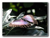 Butterfly-Rainforest-FLMNH-UF-Gainesville-FL-008