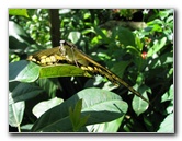 Butterfly-Rainforest-FLMNH-UF-Gainesville-FL-009