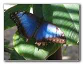 Butterfly-Rainforest-FLMNH-UF-Gainesville-FL-010