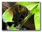 Butterfly-Rainforest-FLMNH-UF-Gainesville-FL-011