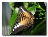 Butterfly-Rainforest-FLMNH-UF-Gainesville-FL-012