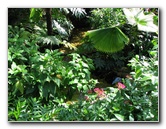 Butterfly-Rainforest-FLMNH-UF-Gainesville-FL-019