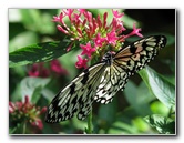 Butterfly-Rainforest-FLMNH-UF-Gainesville-FL-021