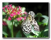 Butterfly-Rainforest-FLMNH-UF-Gainesville-FL-022