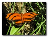 Butterfly-Rainforest-FLMNH-UF-Gainesville-FL-024