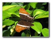 Butterfly-Rainforest-FLMNH-UF-Gainesville-FL-032