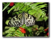 Butterfly-Rainforest-FLMNH-UF-Gainesville-FL-036