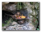 Butterfly-Rainforest-FLMNH-UF-Gainesville-FL-037