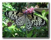 Butterfly-Rainforest-FLMNH-UF-Gainesville-FL-038