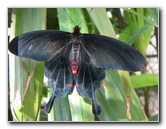 Butterfly-Rainforest-FLMNH-UF-Gainesville-FL-040
