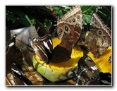 Butterfly-Rainforest-FLMNH-UF-Gainesville-FL-041