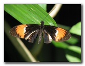 Butterfly-Rainforest-FLMNH-UF-Gainesville-FL-045