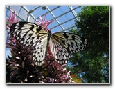 Butterfly-Rainforest-FLMNH-UF-Gainesville-FL-049