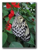 Butterfly-Rainforest-FLMNH-UF-Gainesville-FL-050