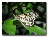 Butterfly-Rainforest-FLMNH-UF-Gainesville-FL-052