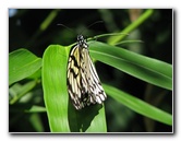 Butterfly-Rainforest-FLMNH-UF-Gainesville-FL-053