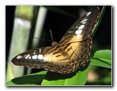 Butterfly-Rainforest-FLMNH-UF-Gainesville-FL-054