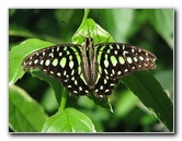 Butterfly-Rainforest-FLMNH-UF-Gainesville-FL-057