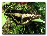 Butterfly-Rainforest-FLMNH-UF-Gainesville-FL-064