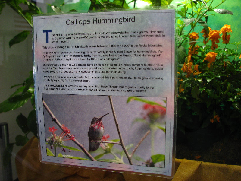 Butterfly-World-Coconut-Creek-FL-003