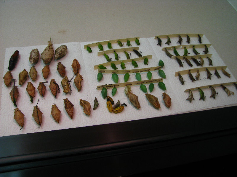 Butterfly-World-Coconut-Creek-FL-004