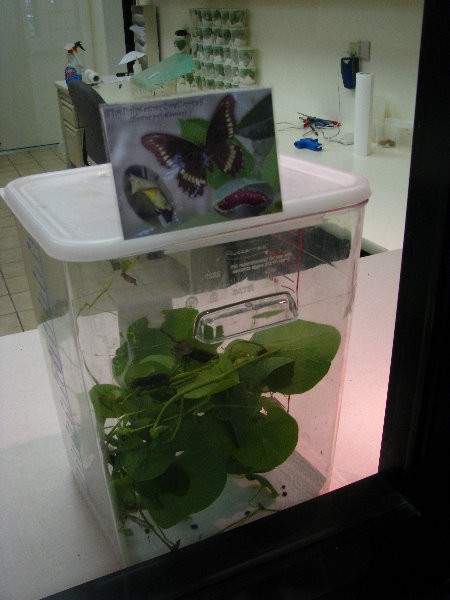 Butterfly-World-Coconut-Creek-FL-006