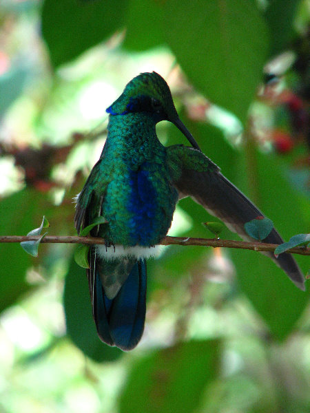 Butterfly-World-Coconut-Creek-FL-010