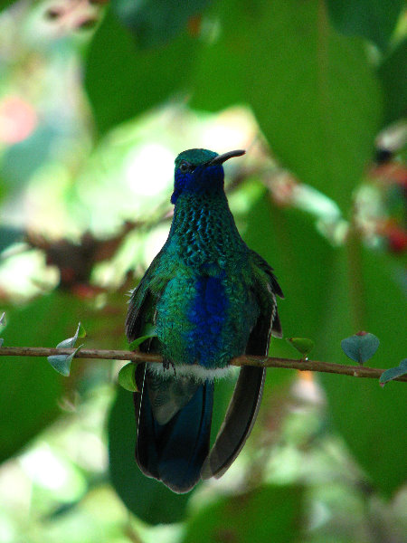 Butterfly-World-Coconut-Creek-FL-011