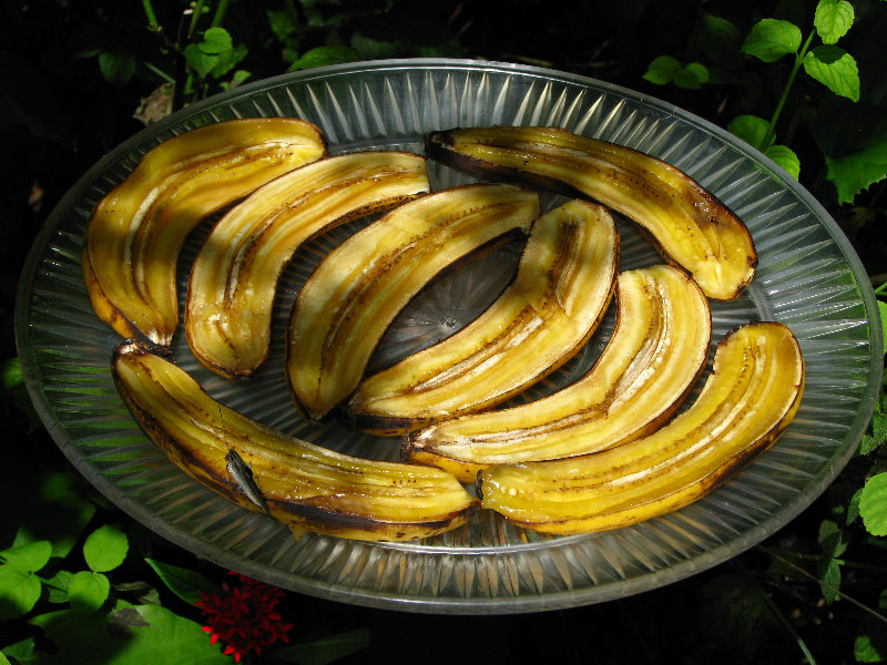 Butterfly-World-Coconut-Creek-FL-012