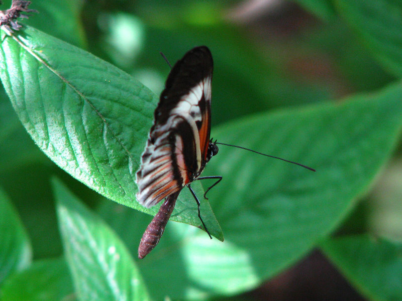 Butterfly-World-Coconut-Creek-FL-014