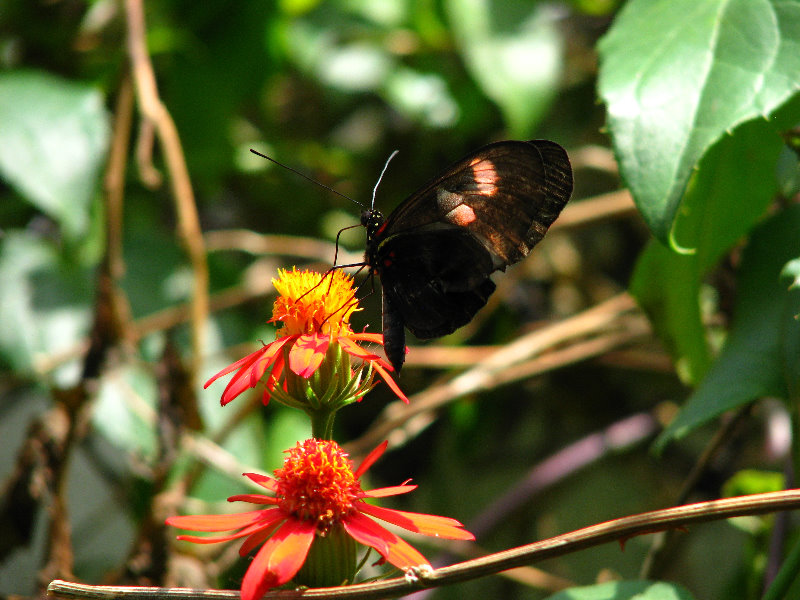 Butterfly-World-Coconut-Creek-FL-015