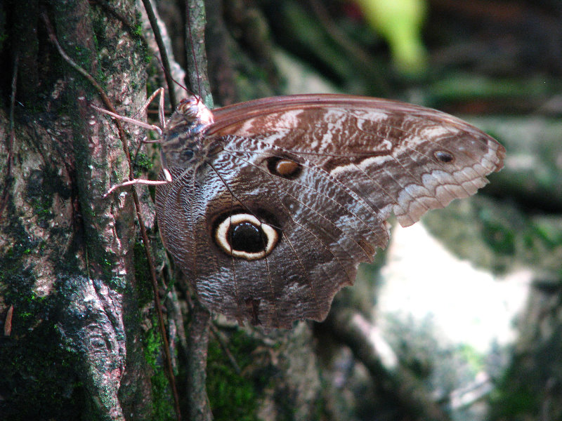 Butterfly-World-Coconut-Creek-FL-016