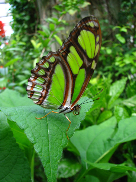 Butterfly-World-Coconut-Creek-FL-019