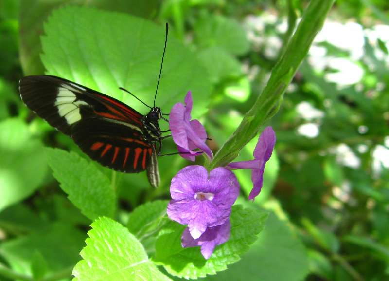 Butterfly-World-Coconut-Creek-FL-020