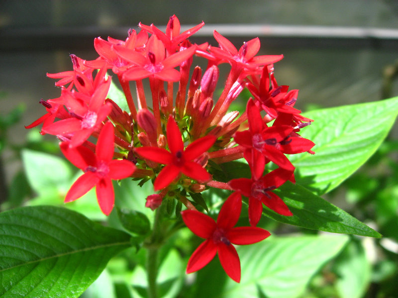 Butterfly-World-Coconut-Creek-FL-021