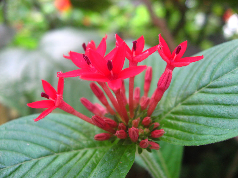 Butterfly-World-Coconut-Creek-FL-023
