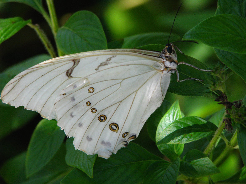 Butterfly-World-Coconut-Creek-FL-024