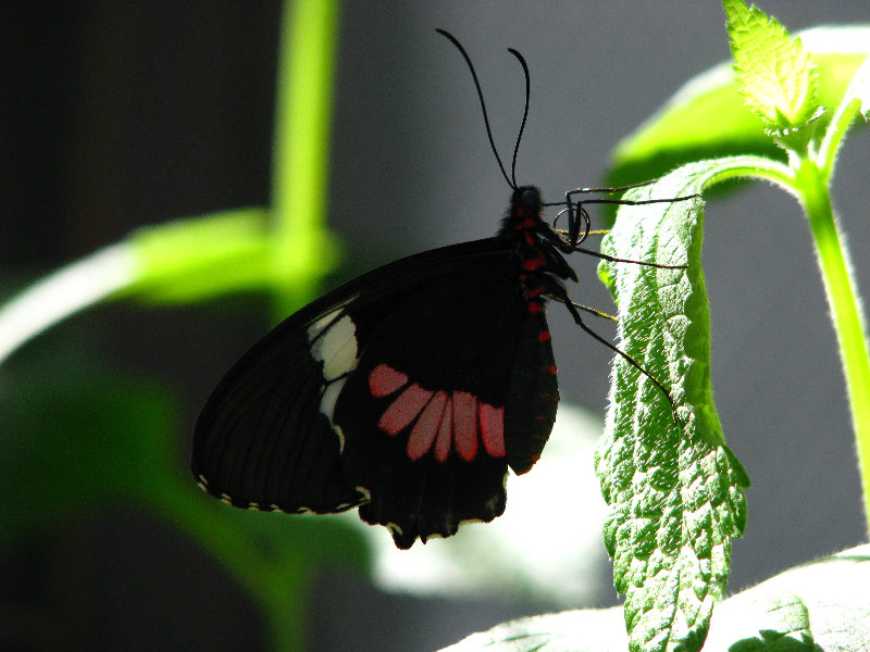Butterfly-World-Coconut-Creek-FL-025