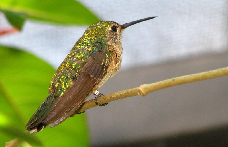 Butterfly-World-Coconut-Creek-FL-026