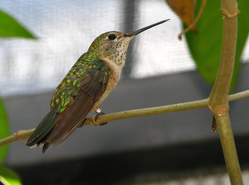 Butterfly-World-Coconut-Creek-FL-027