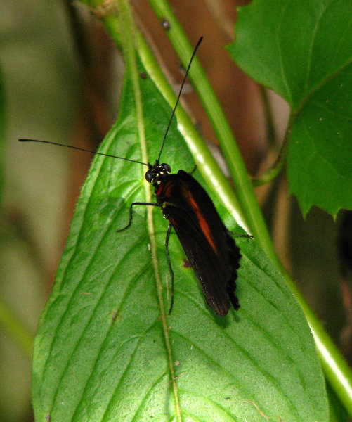 Butterfly-World-Coconut-Creek-FL-029