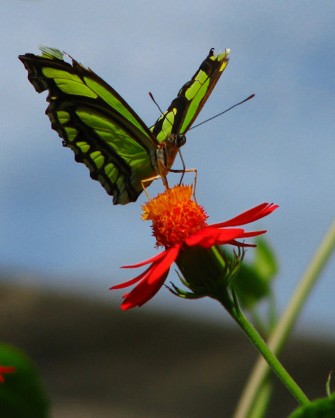 Butterfly-World-Coconut-Creek-FL-031