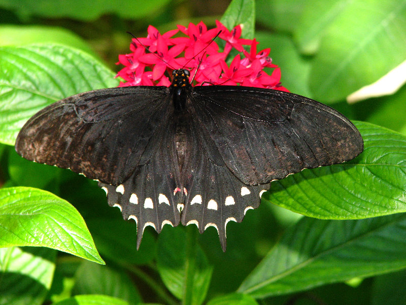 Butterfly-World-Coconut-Creek-FL-032